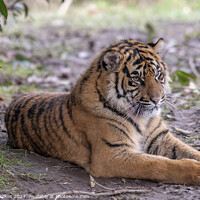 Buy canvas prints of Sumatran Tiger Cub - Sumatra - Sunda Islands by Darren Wilkes