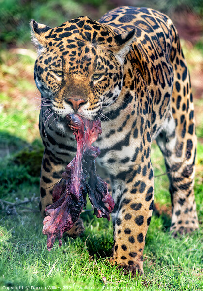 South American Jaguar - After The Hunt Picture Board by Darren Wilkes