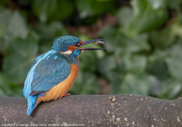 Fish For Dinner - Kingfisher with Fish Picture Board by Darren Wilkes
