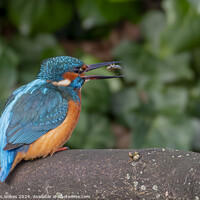 Buy canvas prints of Fish For Dinner - Kingfisher with Fish by Darren Wilkes