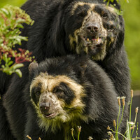 Buy canvas prints of Spectacle Bears Male and Female by Darren Wilkes