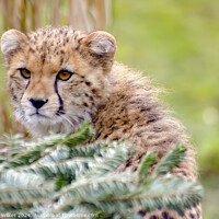Buy canvas prints of The Beautiful Young Cheetah by Darren Wilkes