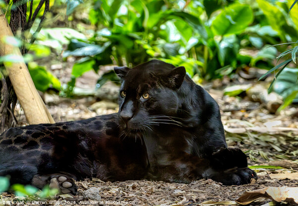 A Majestic Black Jaguar Picture Board by Darren Wilkes