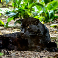 Buy canvas prints of A Majestic Black Jaguar by Darren Wilkes
