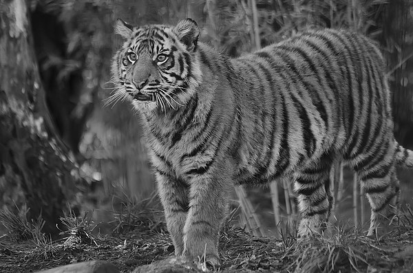 Amur Tiger Cub Picture Board by Darren Wilkes