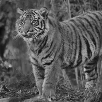 Buy canvas prints of Amur Tiger Cub by Darren Wilkes