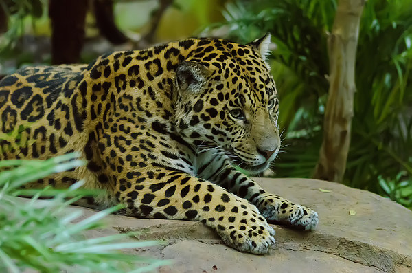 Jaguar King of the Jungle Picture Board by Darren Wilkes