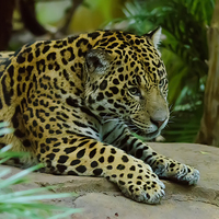 Buy canvas prints of Jaguar King of the Jungle by Darren Wilkes