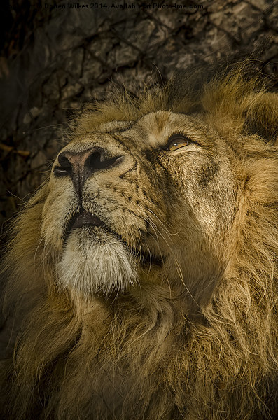Asiatic Lion Portrait Picture Board by Darren Wilkes
