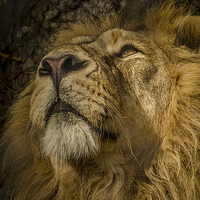 Buy canvas prints of Asiatic Lion Portrait by Darren Wilkes