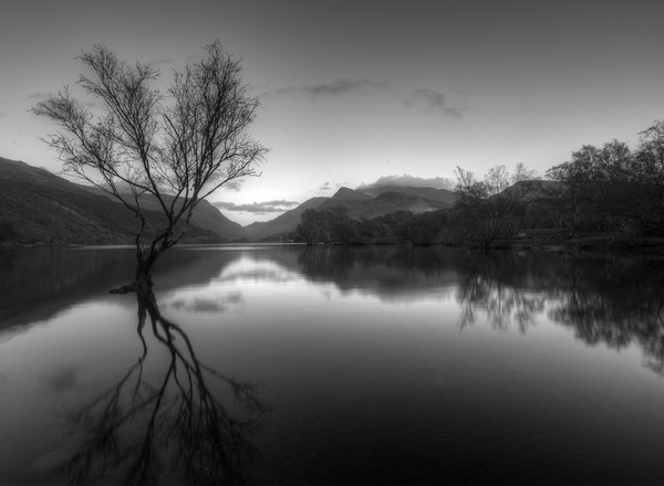 Lone Tree  Llyn Padarn Snowdonia Picture Board by Darren Wilkes