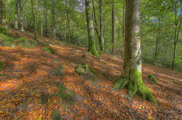 Enchanting Autumn Wonderland Picture Board by Darren Wilkes