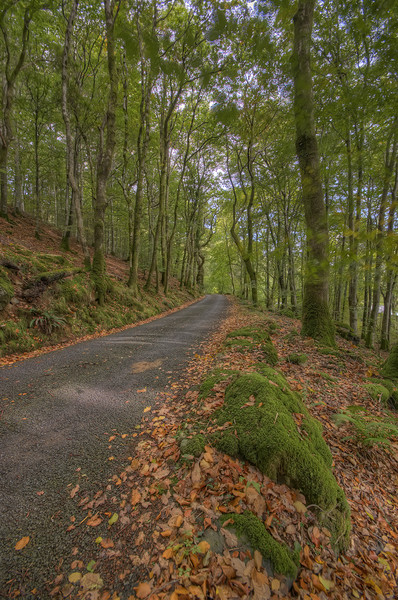  Autumn Road To Llyn Crafnant Picture Board by Darren Wilkes