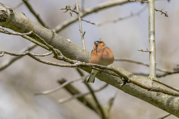The chaffinch  Picture Board by Darren Wilkes