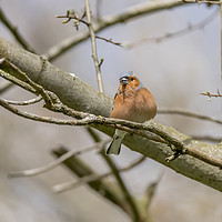 Buy canvas prints of The chaffinch  by Darren Wilkes