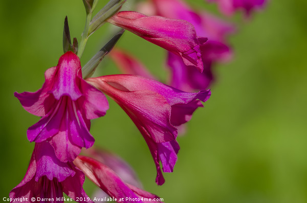The Majestic Beauty of Wild Pink Gladioli Picture Board by Darren Wilkes