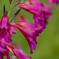 Buy canvas prints of The Majestic Beauty of Wild Pink Gladioli by Darren Wilkes
