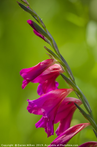 Gladiolus  Picture Board by Darren Wilkes