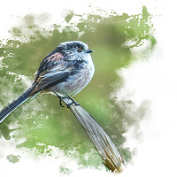 Buy canvas prints of Delicate Beauty LongTailed Tit by Darren Wilkes