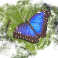 Buy canvas prints of Butterfly Watercolour Art by Darren Wilkes