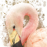 Buy canvas prints of Pink Flamingo by Darren Wilkes