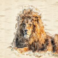 Buy canvas prints of African Lion Watercolour by Darren Wilkes