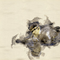 Buy canvas prints of Quack Quack  by Darren Wilkes