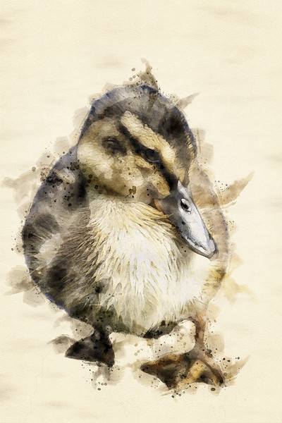 Duckling  Picture Board by Darren Wilkes