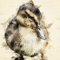 Buy canvas prints of Duckling  by Darren Wilkes