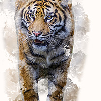 Buy canvas prints of Smoking Tiger by Darren Wilkes