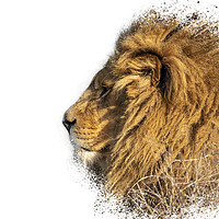 Buy canvas prints of Lion Head Splatter Art by Darren Wilkes