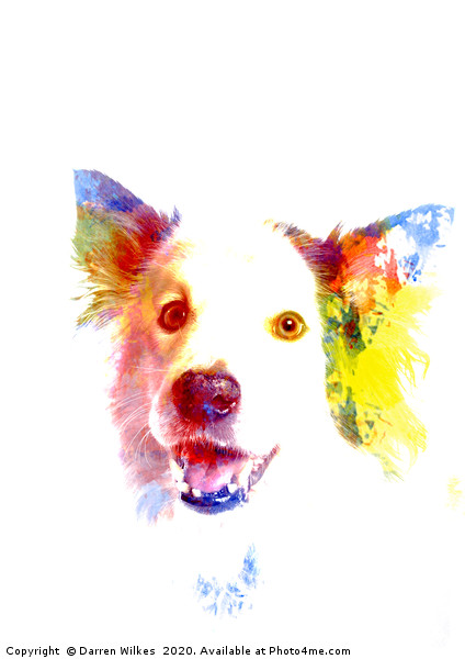 Welsh Border Collie Pop Art Picture Board by Darren Wilkes