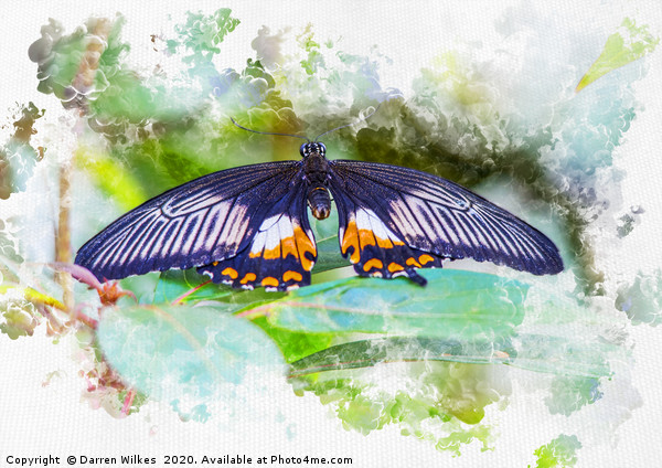 Resting Butterfly watercolour Picture Board by Darren Wilkes