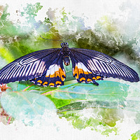 Buy canvas prints of Resting Butterfly watercolour by Darren Wilkes