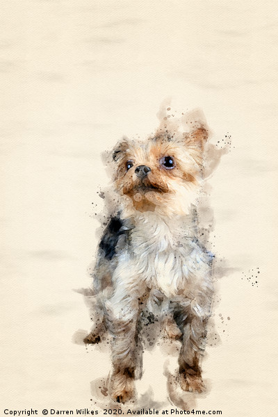 Yorkshire Terrier Picture Board by Darren Wilkes