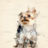 Buy canvas prints of Yorkshire Terrier by Darren Wilkes