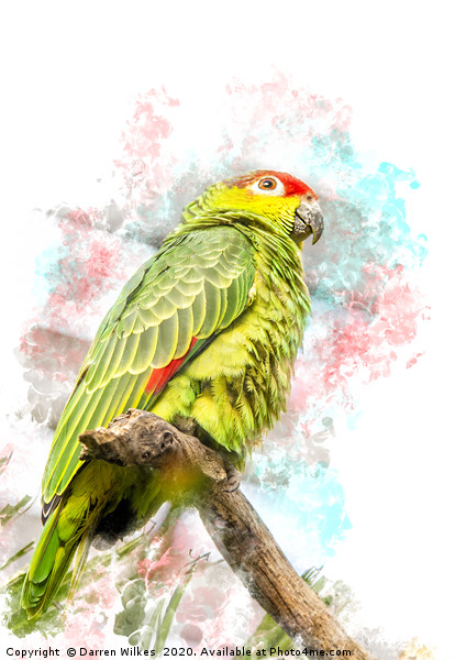 Amazon Parrot Picture Board by Darren Wilkes