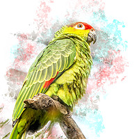 Buy canvas prints of Amazon Parrot by Darren Wilkes