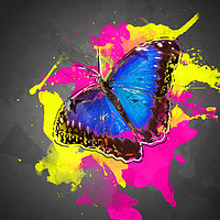 Buy canvas prints of Blue Morpho Butterfly Art by Darren Wilkes