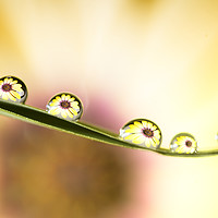Buy canvas prints of Daisy Water Refraction by Darren Wilkes