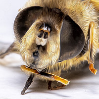 Buy canvas prints of Honey Bee  by Darren Wilkes