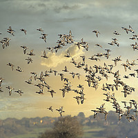 Buy canvas prints of Teal Flock  by Darren Wilkes