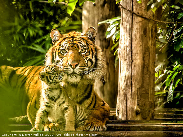 Sumatran Tiger Mother And Cub  Picture Board by Darren Wilkes