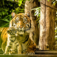 Buy canvas prints of Sumatran Tiger Mother And Cub  by Darren Wilkes