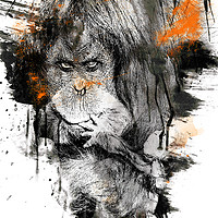 Buy canvas prints of Orangutan Art by Darren Wilkes