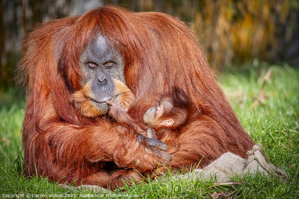Orangutan And Baby Picture Board by Darren Wilkes