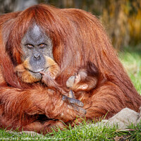 Buy canvas prints of Orangutan And Baby by Darren Wilkes