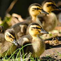 Buy canvas prints of Mallard Chicks by Darren Wilkes