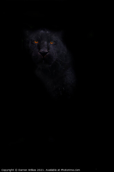 Black Jaguar - In The Shadows  Picture Board by Darren Wilkes