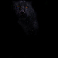 Buy canvas prints of Black Jaguar - In The Shadows  by Darren Wilkes